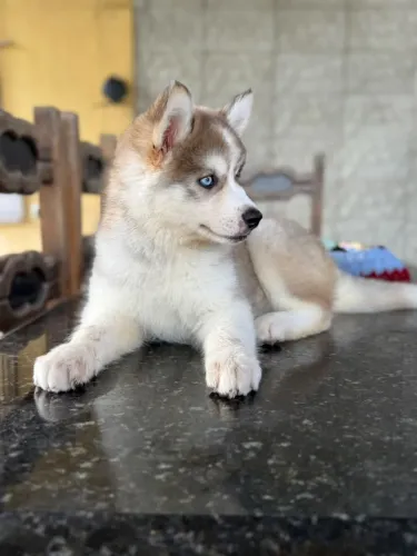Husky siberiano macho e fêmea