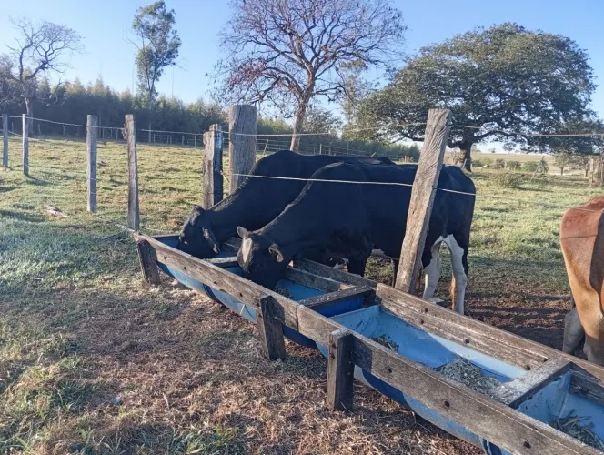 Lote de vacas leiteiras