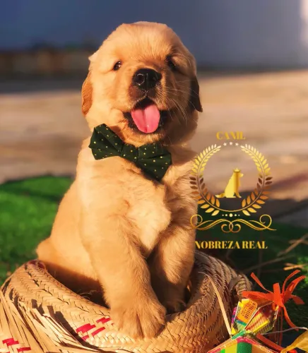 Golden Macho Padrão @CanilNobrezaReal