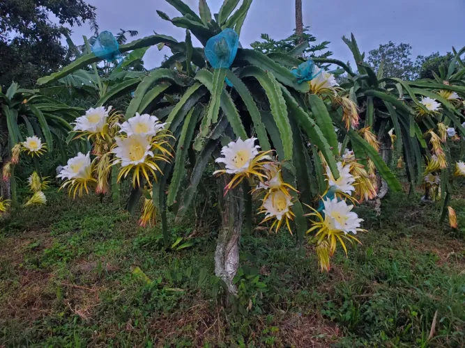 Mudas de pitaya autopolinsavel polpa vermelha 