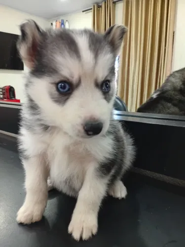 Filhote husky siberiano