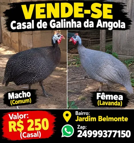 Casal de angola