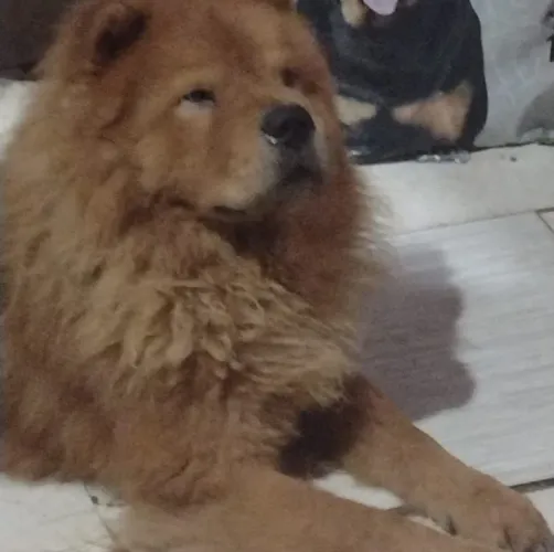 Adoção responsável de um Chow Chow