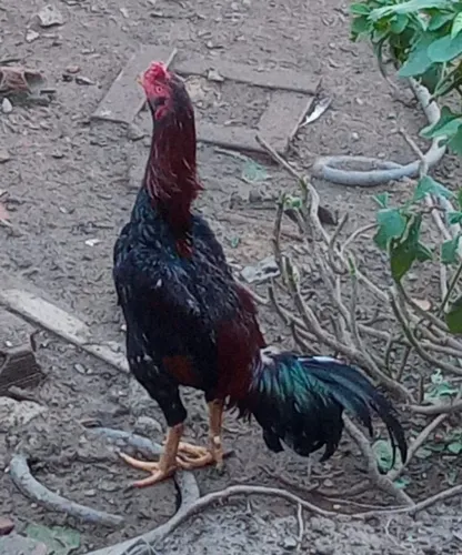 Animal