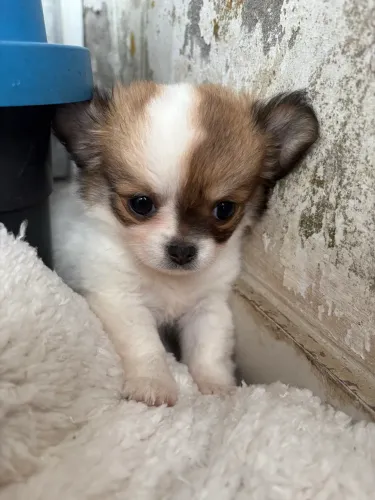 Filhotes de chihuahua