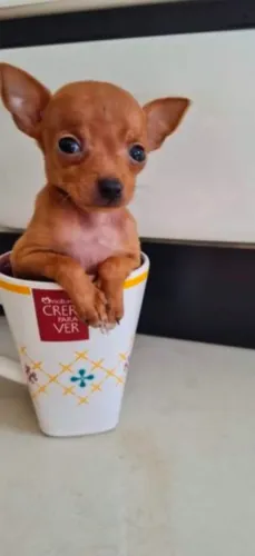 Pinscher ZERO