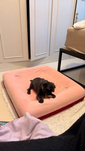 Cama para Cachorros Zee.Bed Najima - Tamanho G