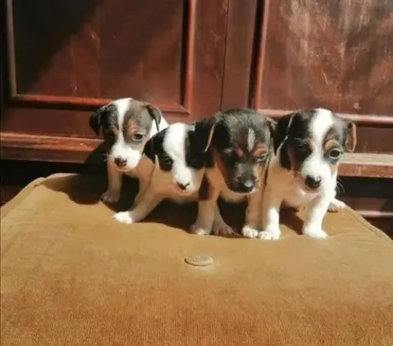 vem garantir o seu filhote de pequeno porte