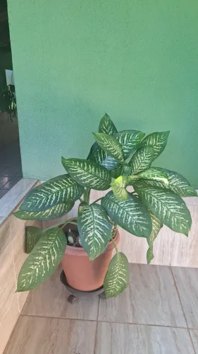 Vaso com planta "Comigo ninguém pode"
