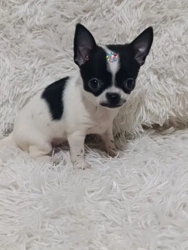 Chihuahua pelo curto