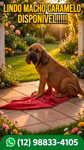 Filhotes de Fila Brasileiro