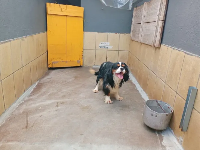 Cavalier padreador tricolor lindao