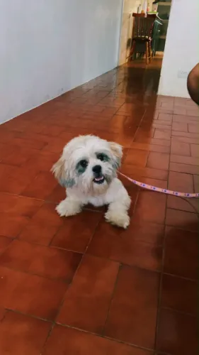Shih Tzu Fêmea Adulta - R$200 