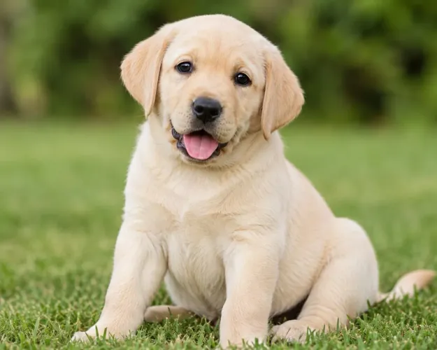 Labrador Filhotes Lindos Macho e Fêmea com Pedigree