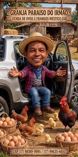 Vendo Ovos, Frangos Vivos e Tratado.