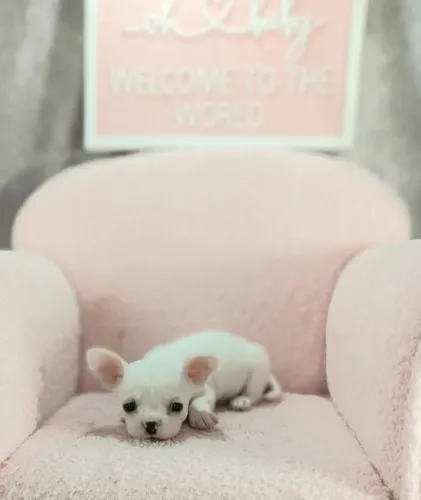 Chihuahua,Chihuahua Filhote Disponível Entrega Facilitada