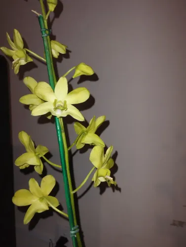 Orquídea denphal