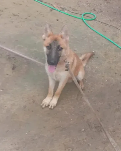 Pastor belga de malinois, fêmea