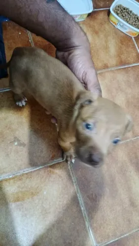 Filhote pitbull puro