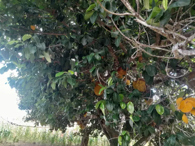 LOTE À VENDA POVOADO ESTREITO EM CAPELA/SE