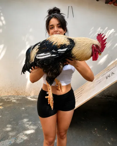 Ovos férteis disponíveis