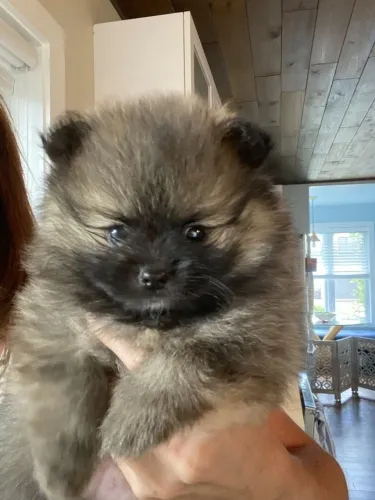 Chow chow fofo