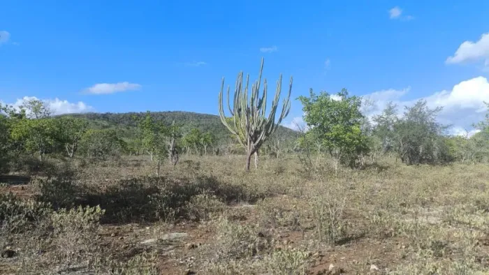 FAZENDA COM 216 TAREFAS EM PONTO DE SERRA PRETA