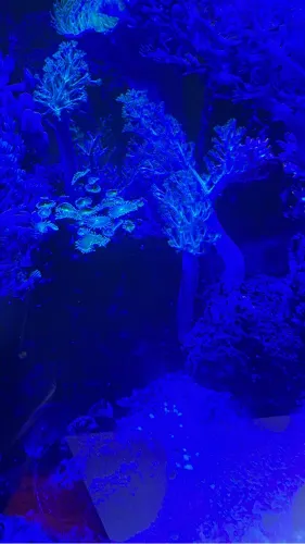 Venda de coral 