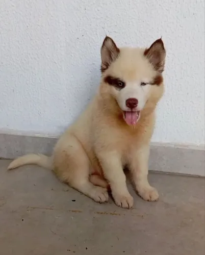 Husky Siberiano