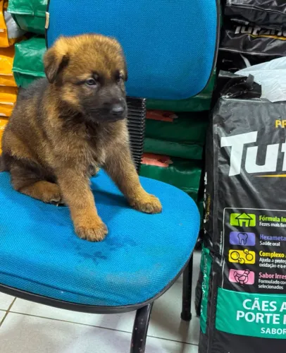 Cachorro filhote Pastor alemão 