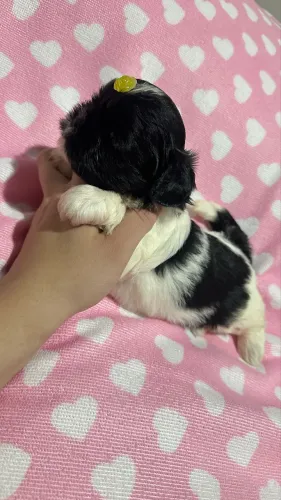 Shihtzu