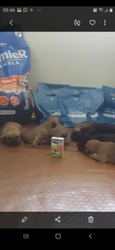 VENDA DE CANE CORSO ITALIANO