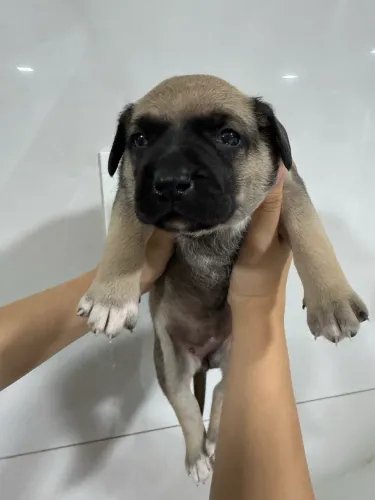 Cachorro macho fila brasileiro puro com vira lata 