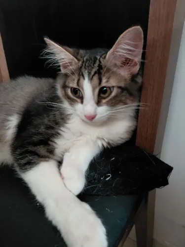 Gato três meses para adoção