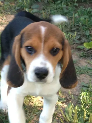 Beagle lindo e docil