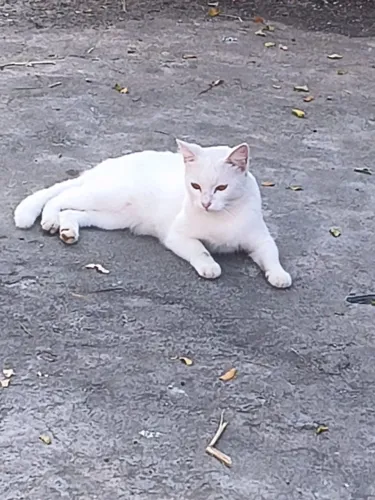 Gato Branco lindo para adoção - RJ