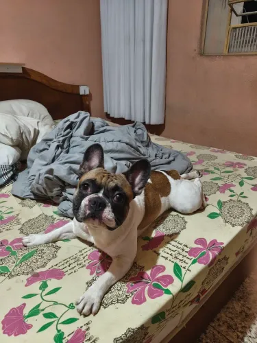 Macho de buldogue francês