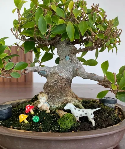 Bonsai de Ficus Microcarpa