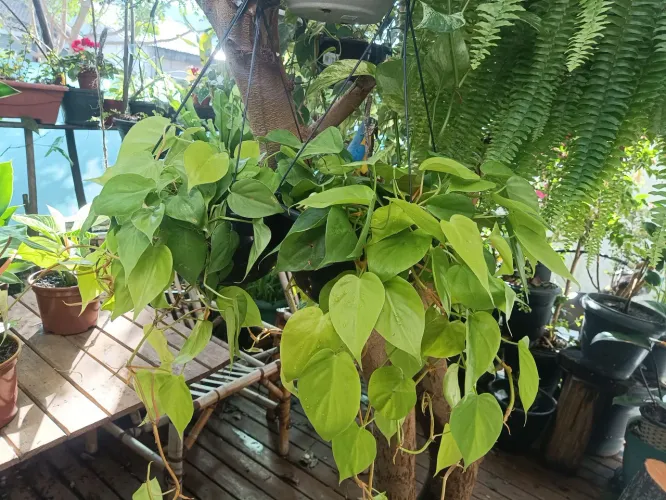 PHILODENDRON LEMON LIME (JIBOIA LIMÃO) EM CUIA PENDENTE!