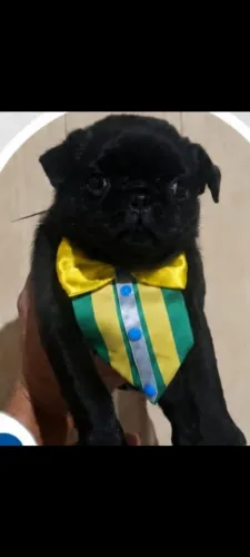 Pug filhotes preto 