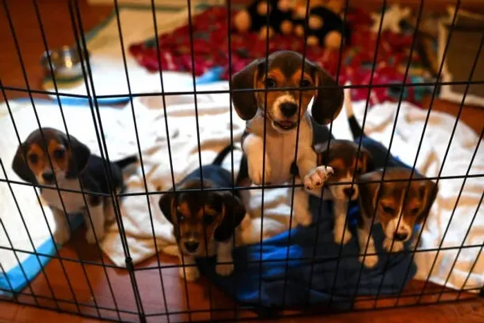Filhote de Beagle O Filhote Que Encanta Pela Curiosidade e Simpatia