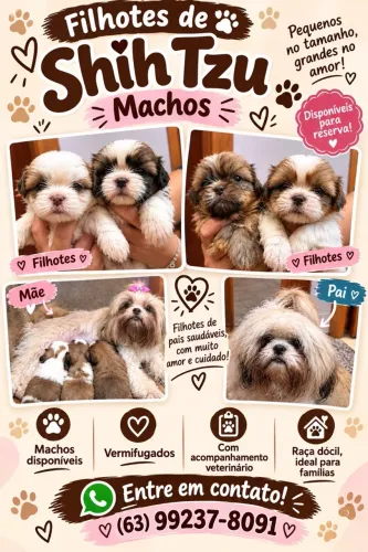 Filhotes machos de Shitzu