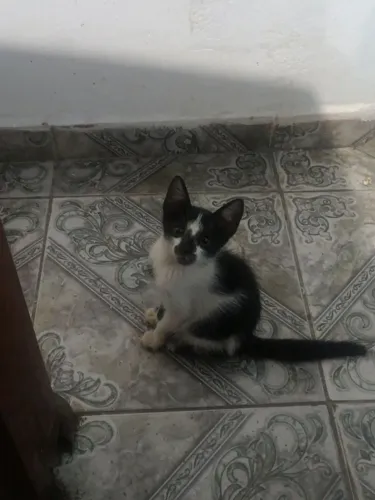 Doação de gatos 