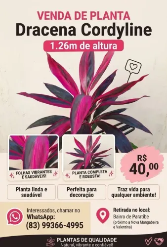 Vende-se Cordyline Dracena 1,26cm 