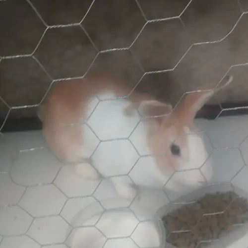 Lindo coelho