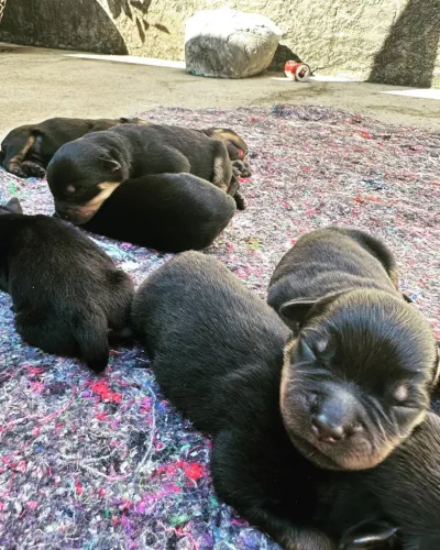 Rottweiler CBKC filhotes
