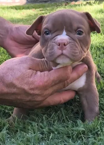 AMERICAN BULLY NO PADRÃO DA RAÇA