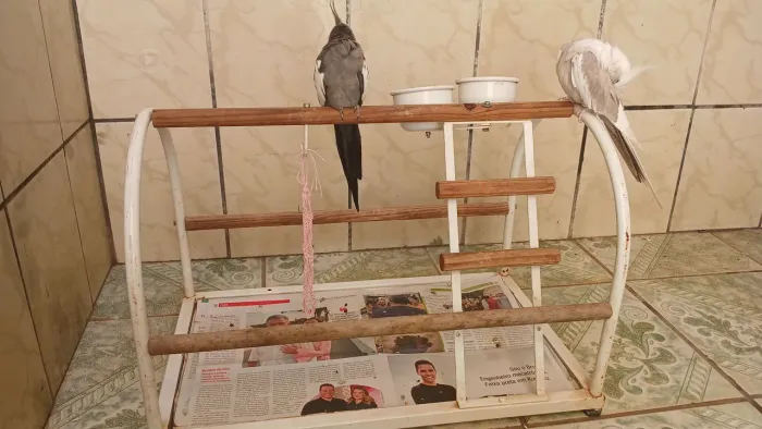 Poleiro para Aves 