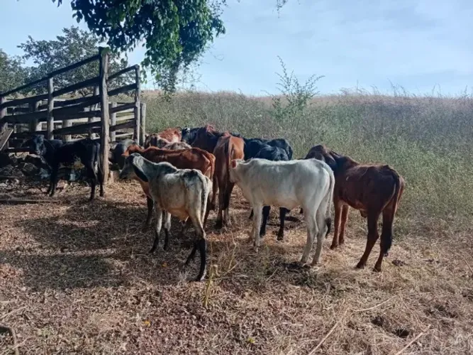 bezerros