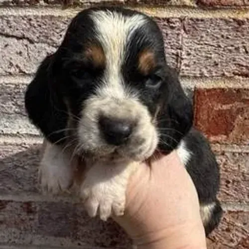 Basset Hound,Basset Hound Filhote Top Padrão da Raça